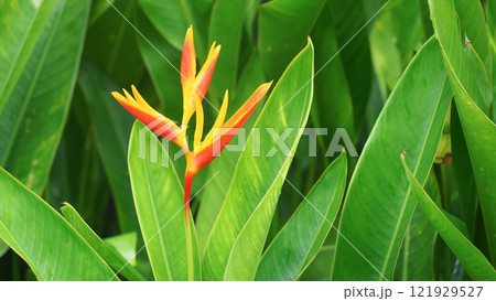 Bright Heliconia Flower Among Lush Green Leaves - Tropical Foliage Background for Natural Decor and Botanical Studies 121929527