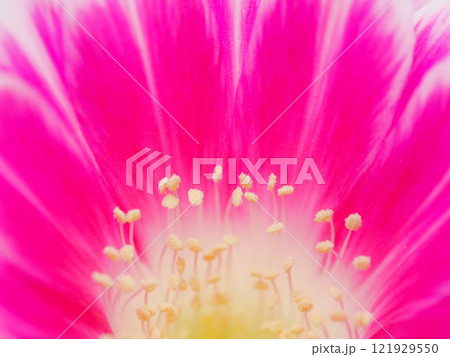 Macro Close-Up of a Vibrant Pink Flower for Botanical and Artistic Studies Macro Close-Up of a Vibrant Pink Flower for Botanical and Artistic Studies 121929550