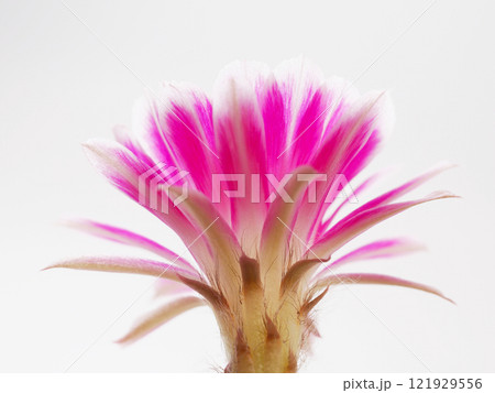 Macro Close-Up of a Vibrant Pink Flower for Botanical and Artistic Studies 121929556