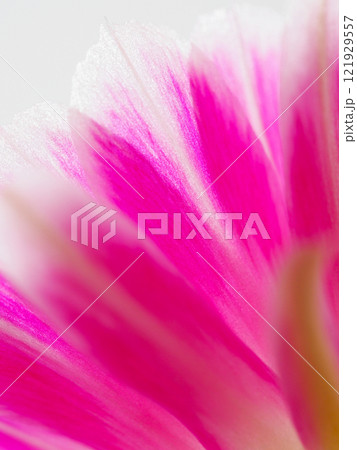 Macro Close-Up of a Vibrant Pink Flower for Botanical and Artistic Studies 121929557