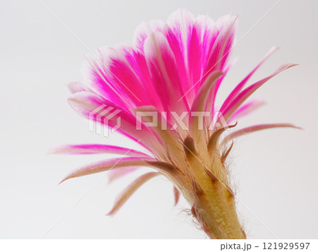 Macro Close-Up of a Vibrant Pink Flower for Botanical and Artistic Studies 121929597