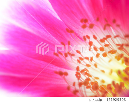 Macro Close-Up of a Vibrant Pink Flower for Botanical and Artistic Studies 121929598