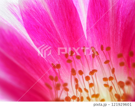 Macro Close-Up of a Vibrant Pink Flower for Botanical and Artistic Studies 121929601
