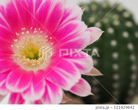 Macro Close-Up of a Vibrant Pink Flower for Botanical and Artistic Studies Macro Close-Up of a Vibrant Pink Flower for Botanical and Artistic Studies 121929642
