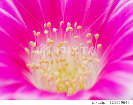 Macro Close-Up of a Vibrant Pink Flower for Botanical and Artistic Studies Macro Close-Up of a Vibrant Pink Flower for Botanical and Artistic Studies 121929643