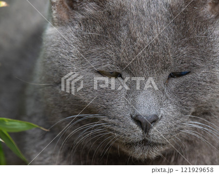 公園の野良猫のアップ 121929658