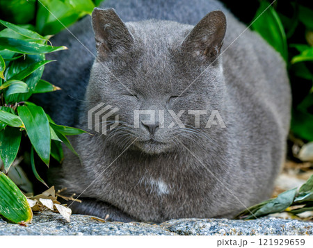公園の野良猫のアップ 121929659