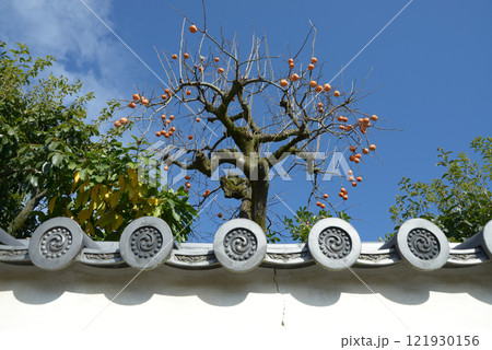 妙心寺 境内の柿の木 京都市右京区花園 妙心寺 境内の柿の木 京都市右京区花園 121930156