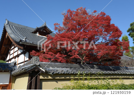 妙心寺 金牛院の紅葉 京都市右京区花園 妙心寺 金牛院の紅葉 京都市右京区花園 121930159