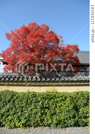 妙心寺 金牛院の紅葉 京都市右京区花園 妙心寺 金牛院の紅葉 京都市右京区花園 121930161