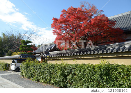 妙心寺　金牛院の紅葉　京都市右京区花園 121930162