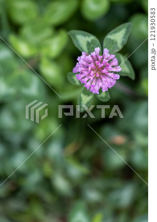 アカツメクサの花 アカツメクサの花 121930583