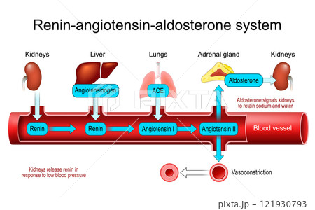 Renin Angiotensin Aldosterone System 121930793