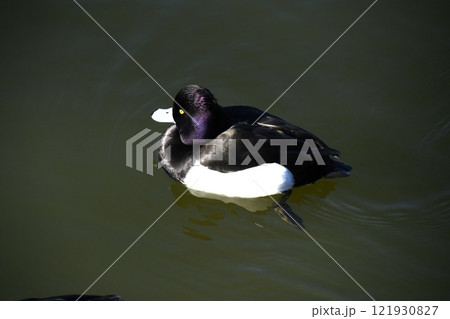 鎌倉　谷戸池で泳ぐカモ 121930827