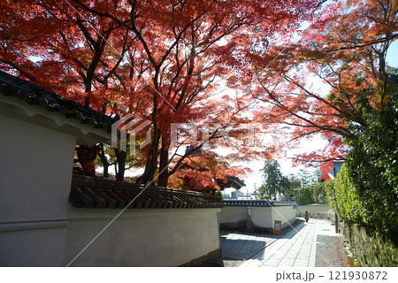 妙心寺 長興院前の参道の紅葉 京都市右京区花園 妙心寺 長興院前の参道の紅葉 京都市右京区花園 121930872