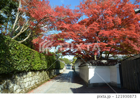 妙心寺　長興院前の参道の紅葉　京都市右京区花園 121930873