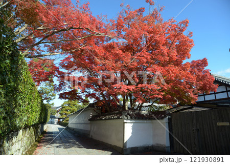 妙心寺　長興院前の参道の紅葉　京都市右京区花園 121930891