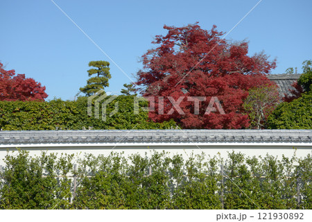 妙心寺　長興院の紅葉　京都市右京区花園 121930892