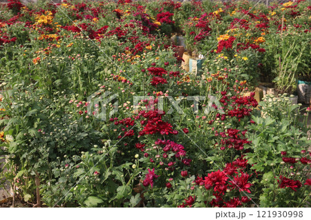 golden and red  chrysanthemum flower plant on farm 121930998