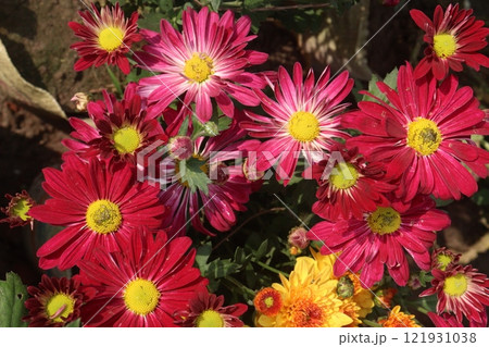 golden and red chrysanthemum flower plant on farm golden and red chrysanthemum flower plant on farm 121931038