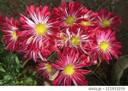 golden and red  chrysanthemum flower plant on farm 121931039