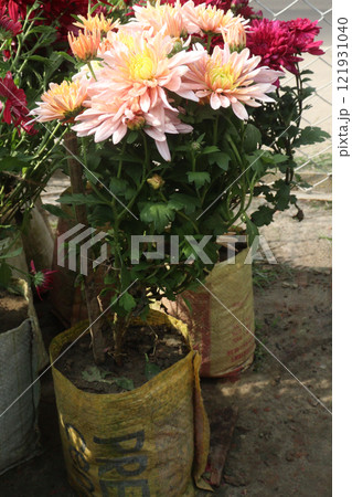 golden and red  chrysanthemum flower plant on farm 121931040