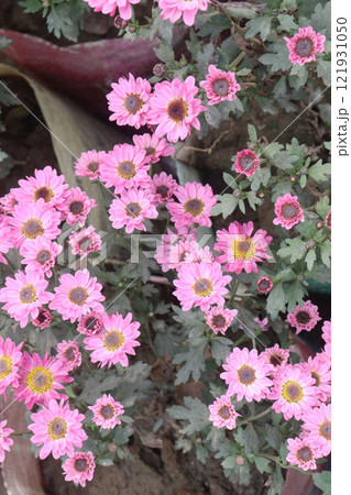 golden and red chrysanthemum flower plant on farm golden and red chrysanthemum flower plant on farm 121931050