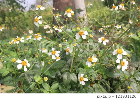 golden and red chrysanthemum flower plant on farm golden and red chrysanthemum flower plant on farm 121931120