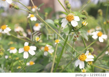 golden and red chrysanthemum flower plant on farm golden and red chrysanthemum flower plant on farm 121931122