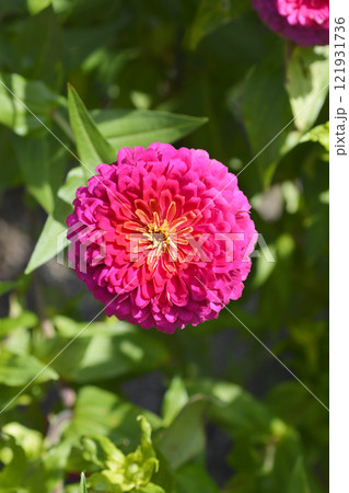 Zinnia Preciosa Rose Zinnia Preciosa Rose 121931736