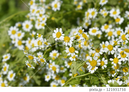 Golden Feverfew Golden Feverfew 121931738