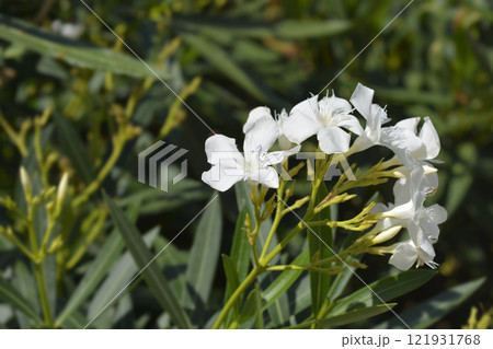 Common oleander 121931768