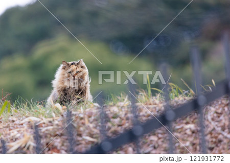 ノラ猫1 121931772