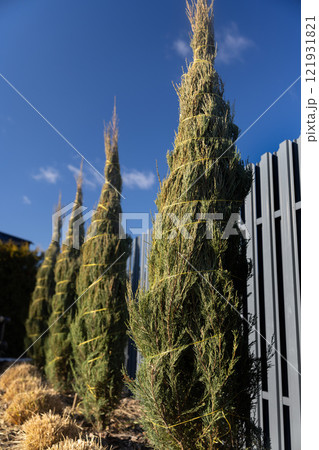 Tall thuja trees wrapped in protective twine stand neatly aligned against a modern grey metal fence, with a clear blue sky in the background. Tall thuja trees wrapped in protective twine stand neatly aligned against a modern grey metal fence, with a clear blue sky in the background. 121931821