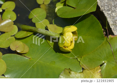 Yellow water lily 121931905