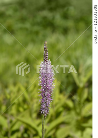 Hoary plantain 121931908
