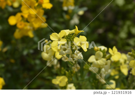 Yellow Wallflower Primerose Dame Yellow Wallflower Primerose Dame 121931916