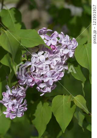 Lilac Esther Staley Lilac Esther Staley 121931917