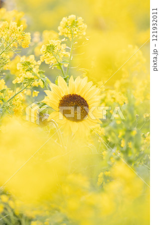 菜の花畑に咲く早咲ひまわり 菜の花畑に咲く早咲ひまわり 121932011
