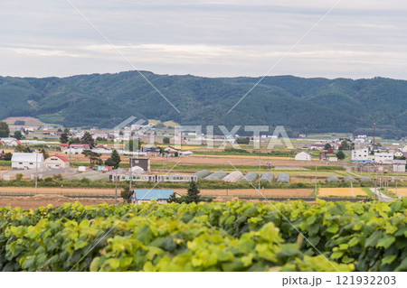 【富良野市カンパーナ六花亭　ぶどう畑とJR富良野線】 121932203