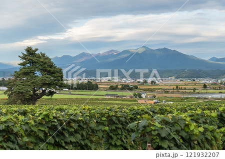 【富良野市カンパーナ六花亭　ぶどう畑と十勝岳連峰】 121932207