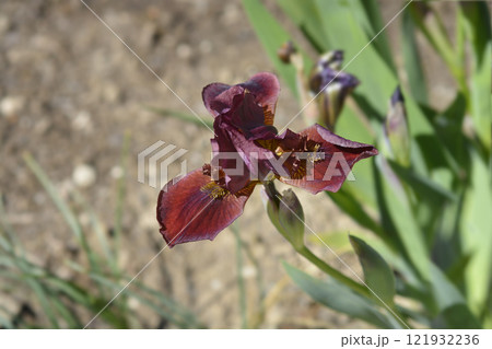 Standard Dwarf Bearded Iris Mala Bruneta Standard Dwarf Bearded Iris Mala Bruneta 121932236