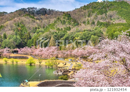 土師ダムの桜 土師ダムの桜 121932454