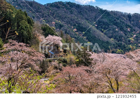 土師ダムの満開の桜 土師ダムの満開の桜 121932455