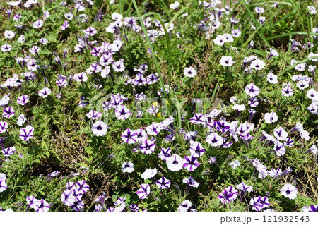 ソレイユの丘 ソレイユの丘 121932543