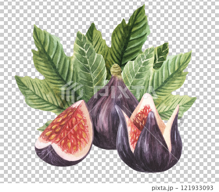 Watercolor fig floral bouquet illustration, arrangement, wreath,frame, nursery decor, thanksgiving card, save the date, baby shower. Isolated on white background Watercolor fig floral bouquet illustration, arrangement, wreath,frame, nursery decor, thanksgiving card, save the date, baby shower. Isolated on white background 121933093