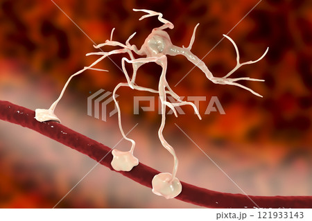 Astrocyte and blood vessel Astrocyte and blood vessel 121933143