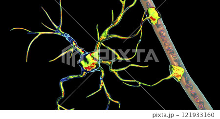 Astrocyte and blood vessel Astrocyte and blood vessel 121933160