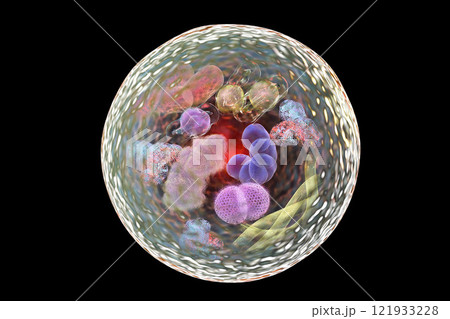 Mechanism of cellular authophagy 121933228