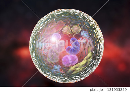 Mechanism of cellular authophagy 121933229